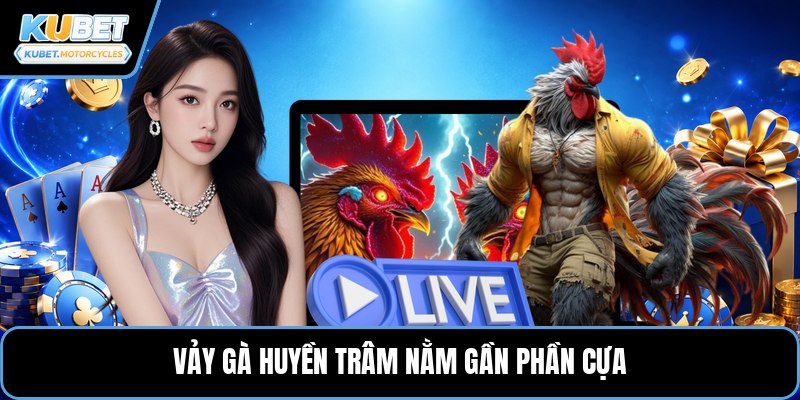 Vảy gà huyền trâm nằm gần phần cựa